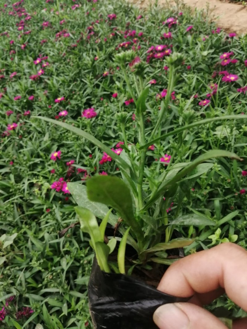 荷兰菊