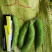 【精品】翠绿宝毛豆大毛豆支持冷库，量大优惠商超电商社区直供