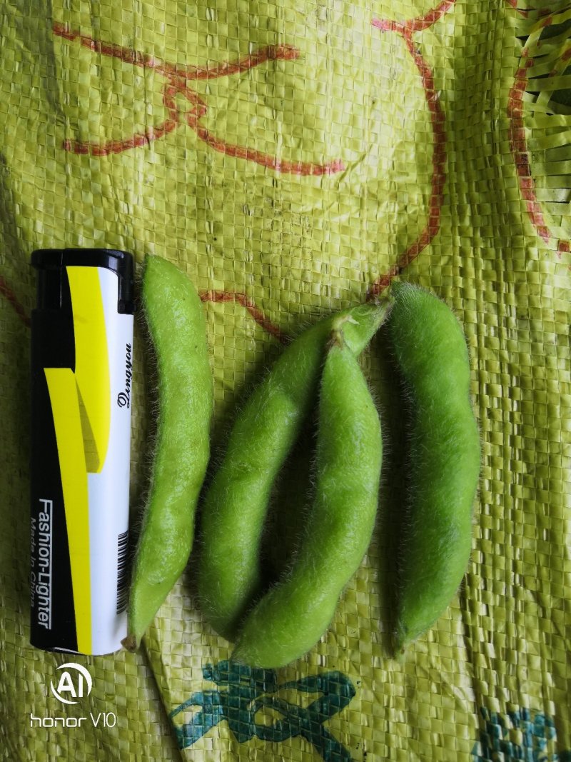 【精品】翠绿宝毛豆大毛豆支持冷库，量大优惠商超电商社区直供