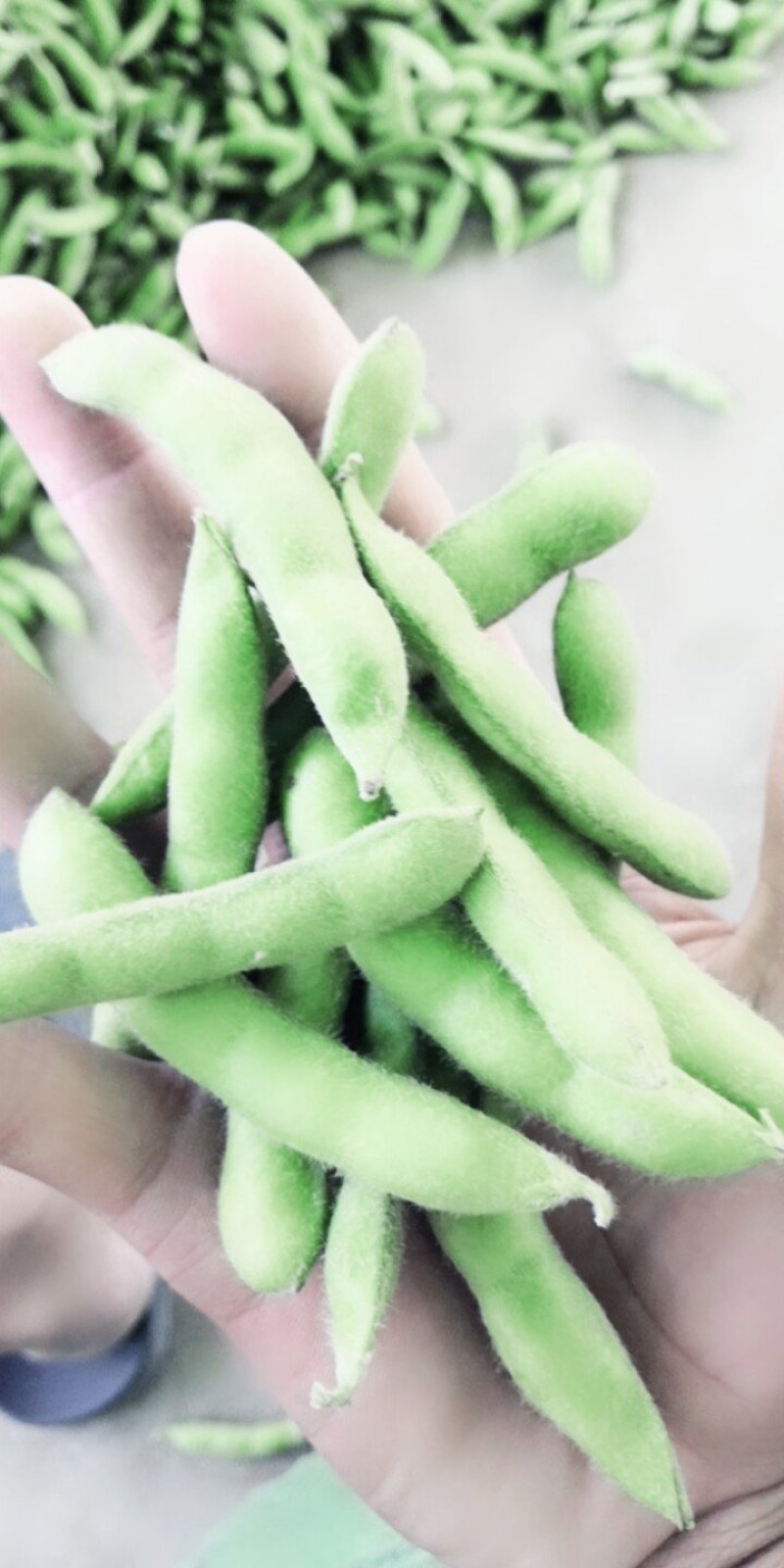【精品】翠绿宝毛豆大毛豆支持冷库，量大优惠商超电商社区直供