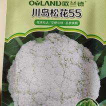 欧兰德川岛55松花菜种子极早熟花菜新品种花球大产量高