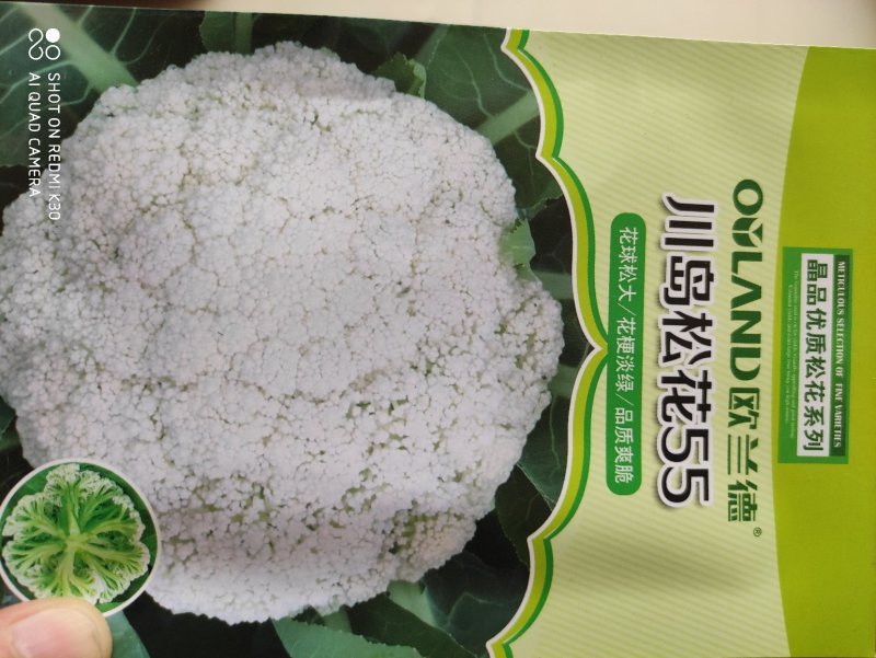 欧兰德川岛55松花菜种子极早熟花菜新品种花球大产量高