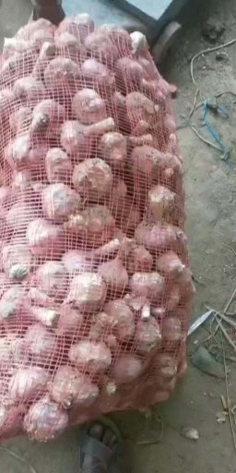 河北大名紫红皮蒜种大量供应中
