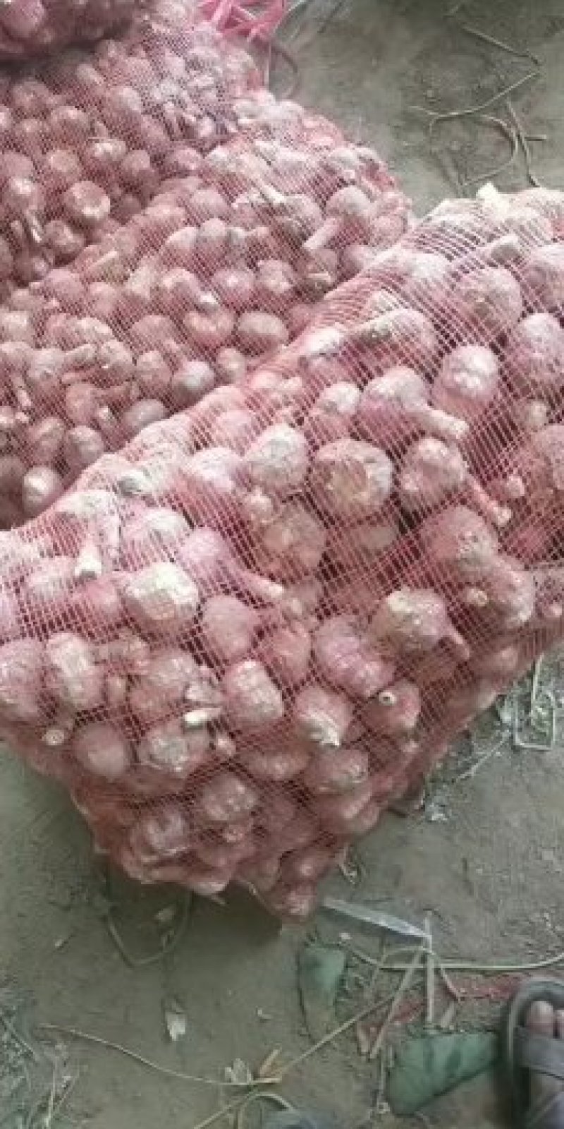 河北大名紫红皮蒜种大量供应中
