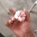 河北大名紫红皮蒜种大量供应中