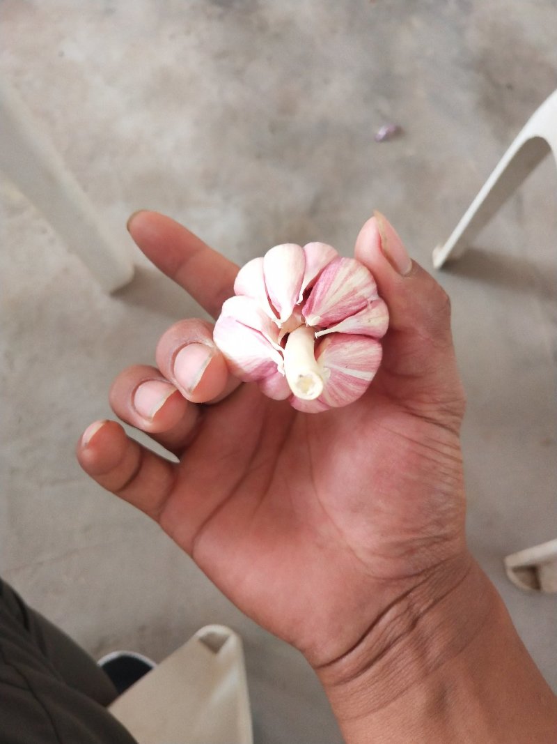 河北大名紫红皮蒜种大量供应中