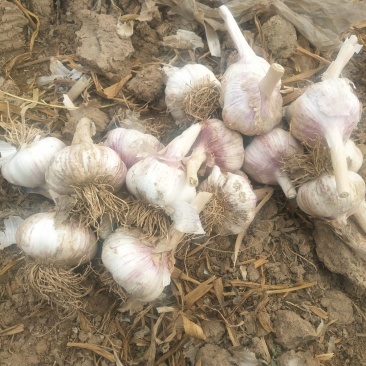 河北大名紫红皮蒜种大量供应中