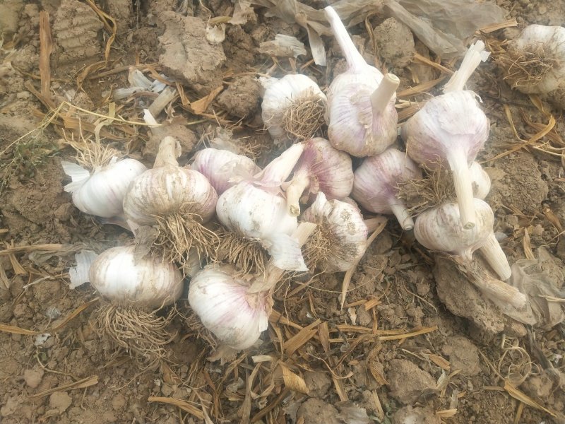 河北大名紫红皮蒜种大量供应中