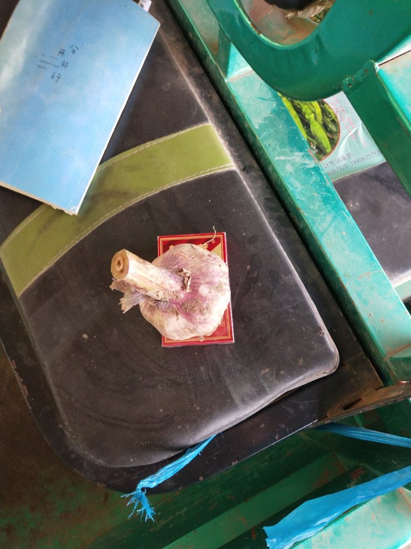 河北大名紫红皮蒜种大量供应中