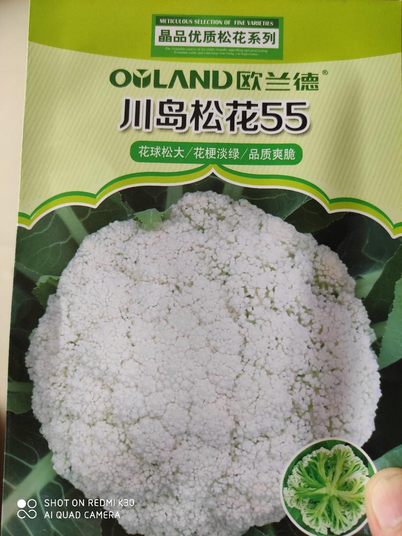 欧兰德川岛55松花菜种子极早熟花菜新品种花球大产量高