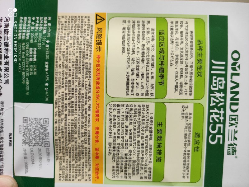 欧兰德川岛55松花菜种子极早熟花菜新品种花球大产量高