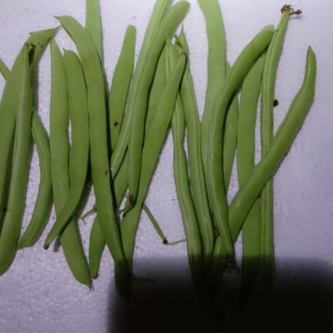 四季豆