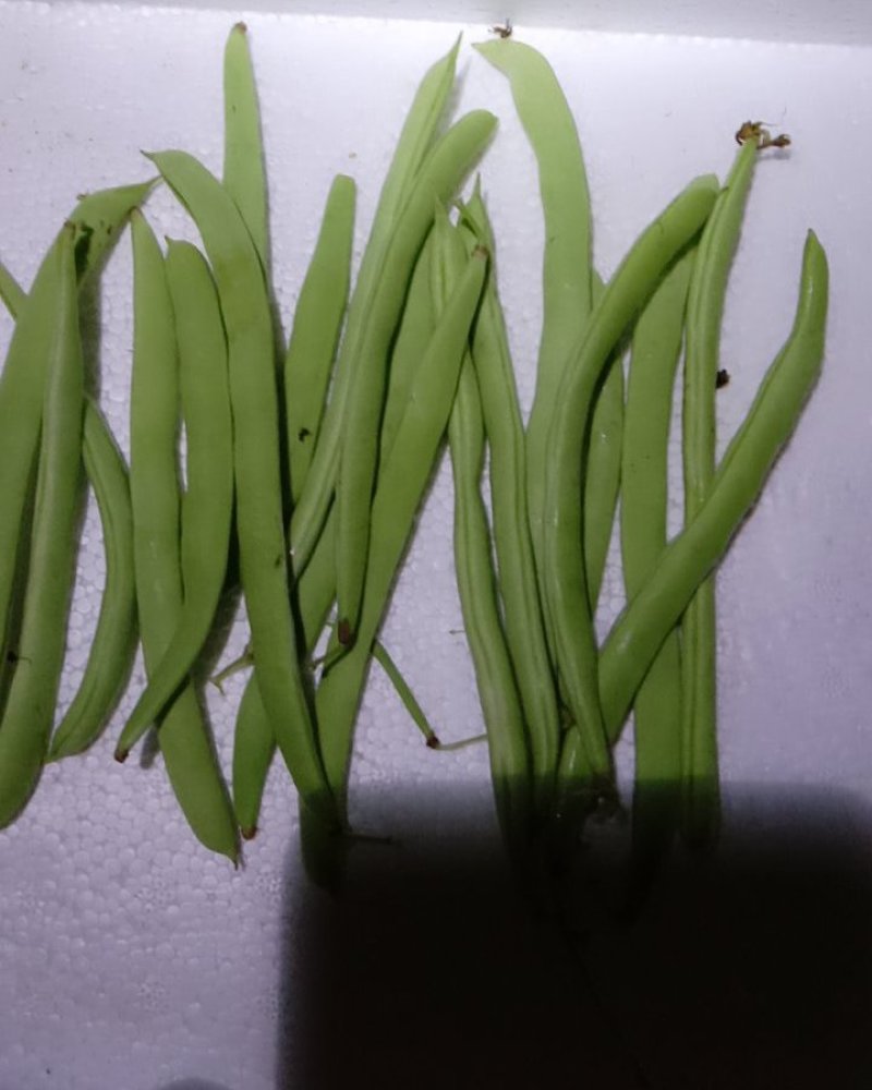 四季豆