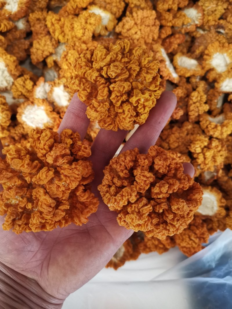 云南干金耳菌鲜金耳金耳菌基地货源大量现货批发