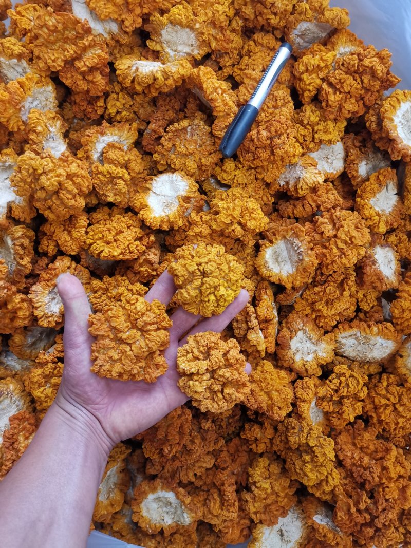 云南干金耳菌鲜金耳金耳菌基地货源大量现货批发