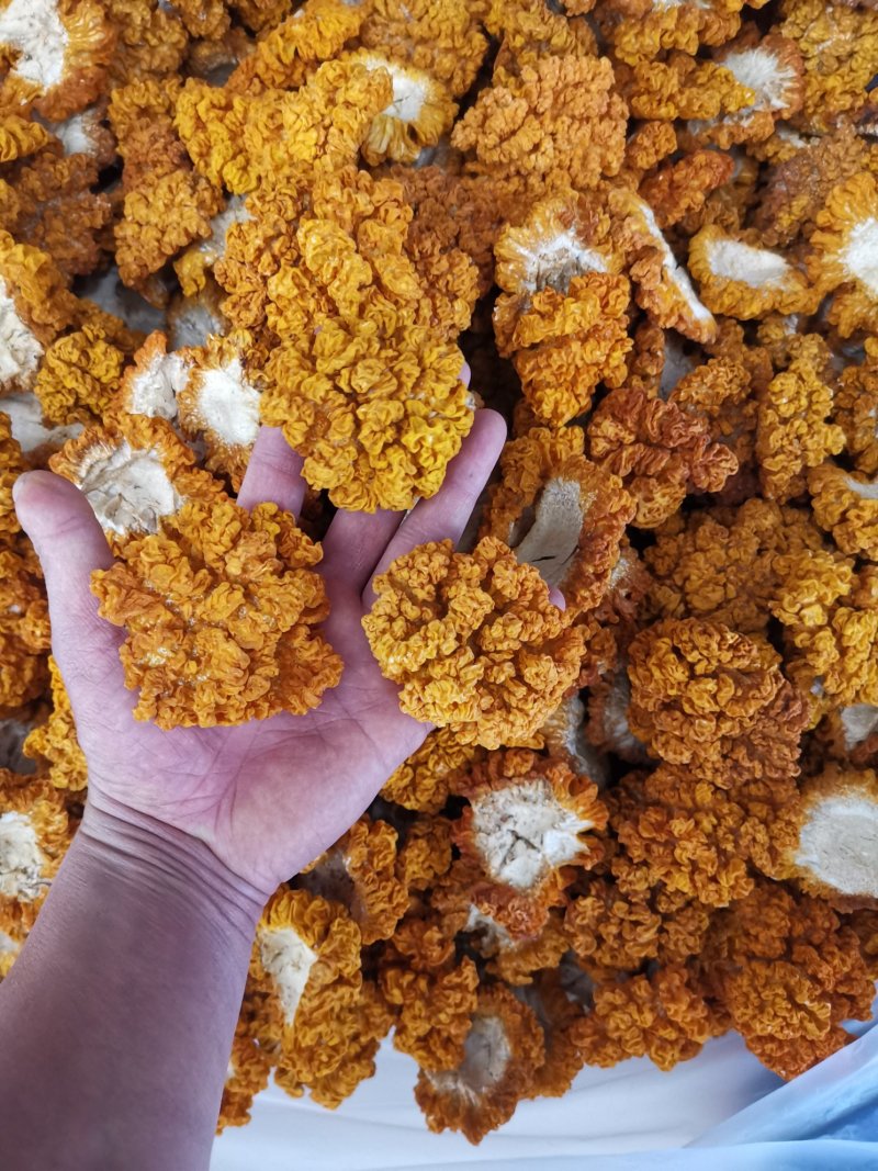 云南干金耳菌鲜金耳金耳菌基地货源大量现货批发