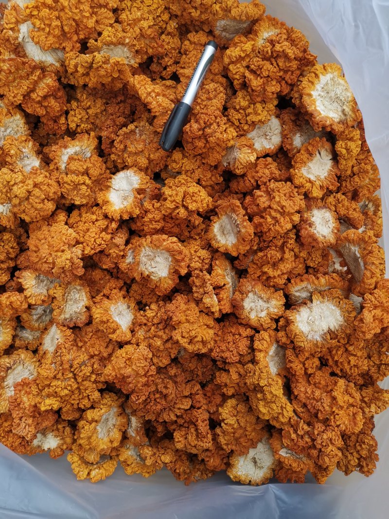云南干金耳菌鲜金耳金耳菌基地货源大量现货批发
