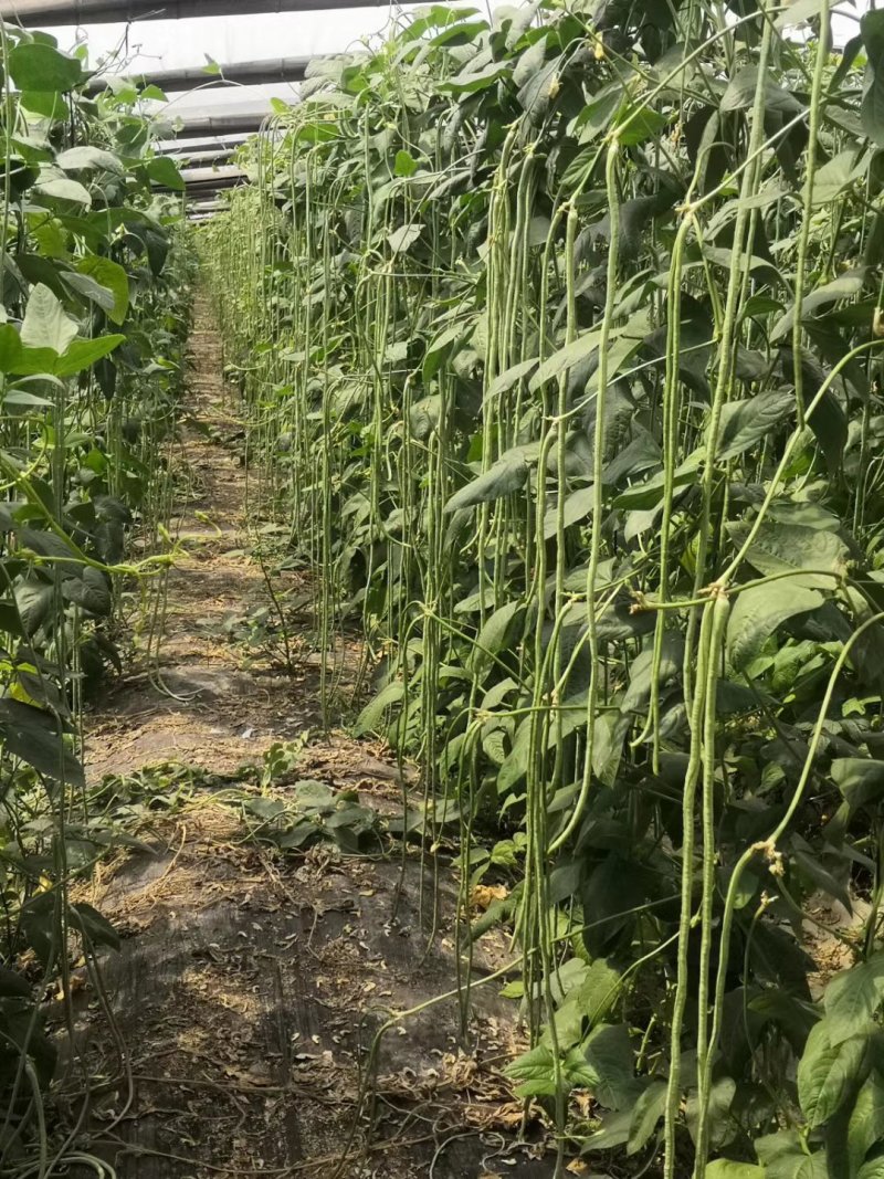 长豆角莘县懂社庄长豆角大量上市中价格便宜优惠。产地直销。