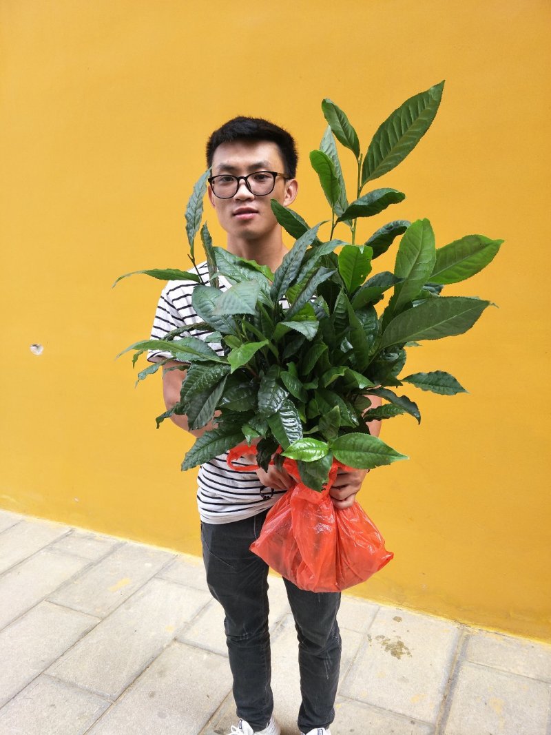 云南大叶种茶树苗南方冰岛茶种优质
