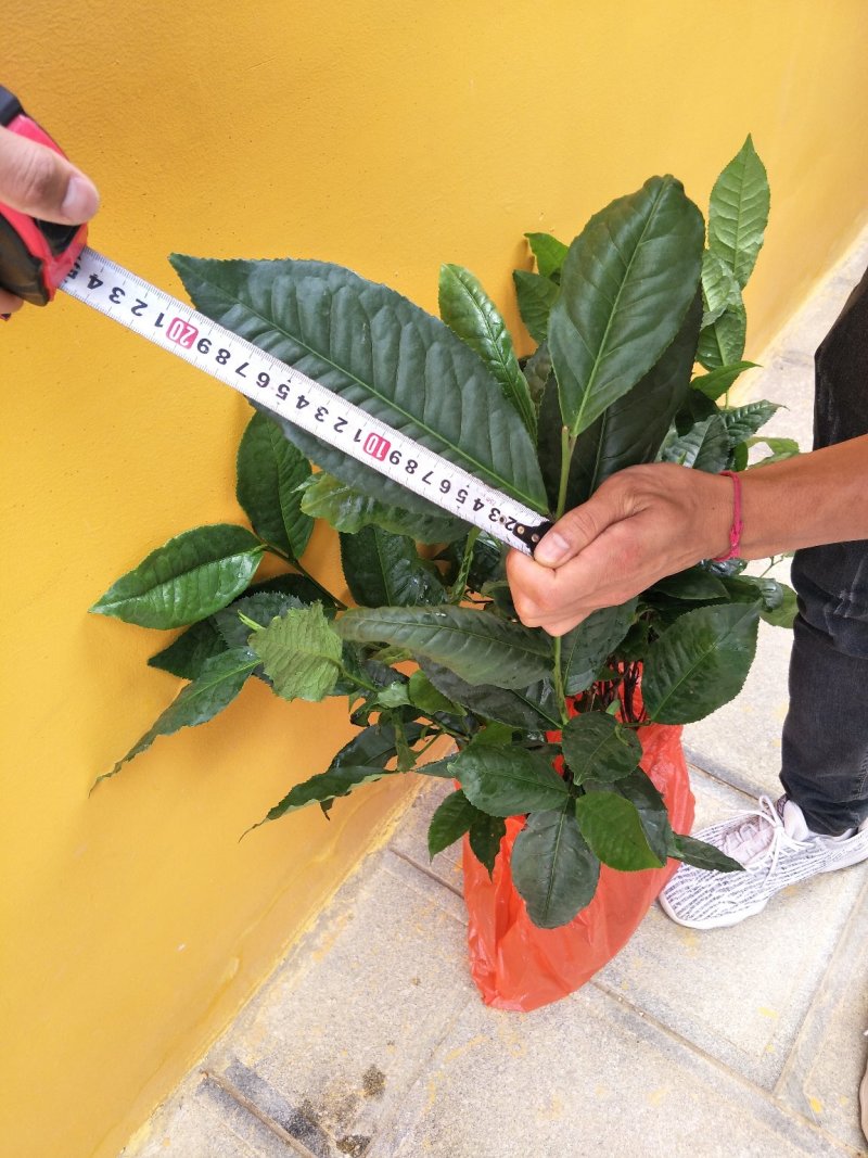 云南大叶种茶树苗南方冰岛茶种优质