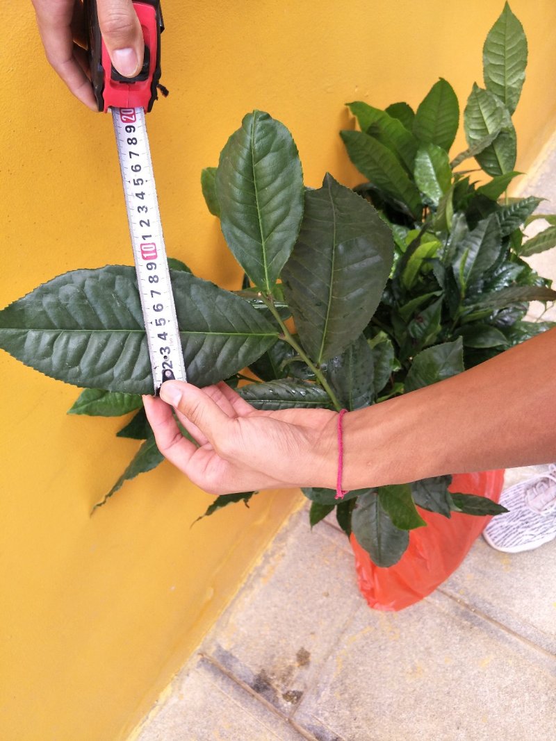 云南大叶种茶树苗南方冰岛茶种优质