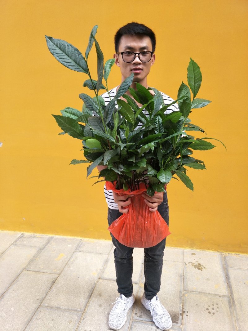 云南大叶种茶树苗南方冰岛茶种优质