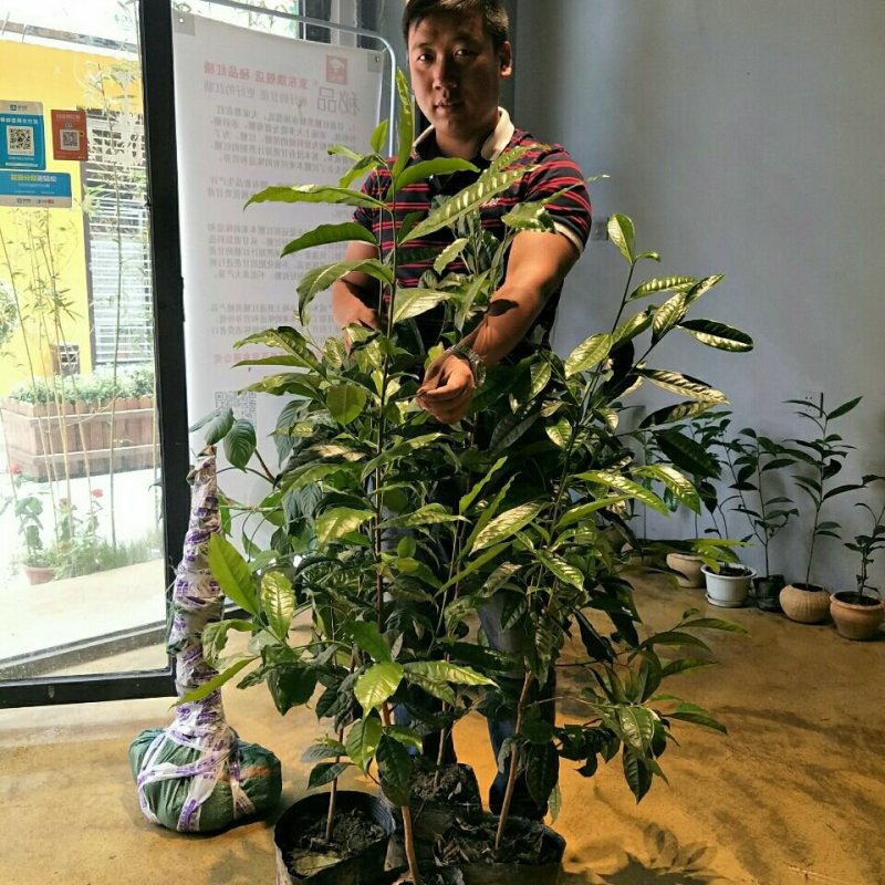 云南大叶种茶树苗南方冰岛茶种优质