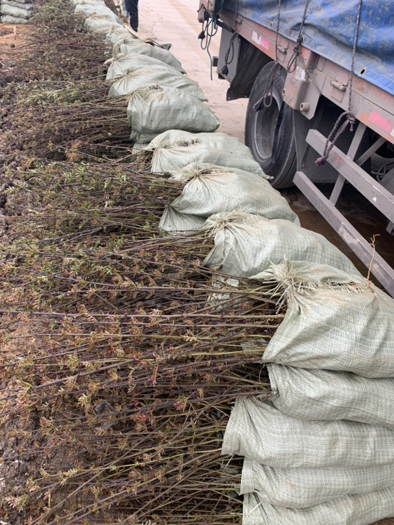 大红袍花椒苗，贡椒苗，南强一号，便宜处理，