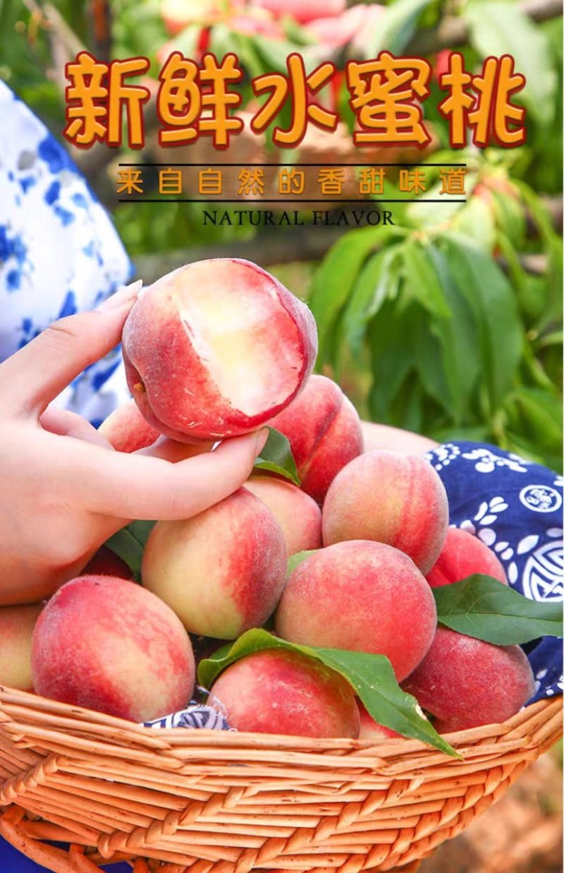现摘新鲜水蜜桃毛桃甜软多汁包邮产地直发一件代发