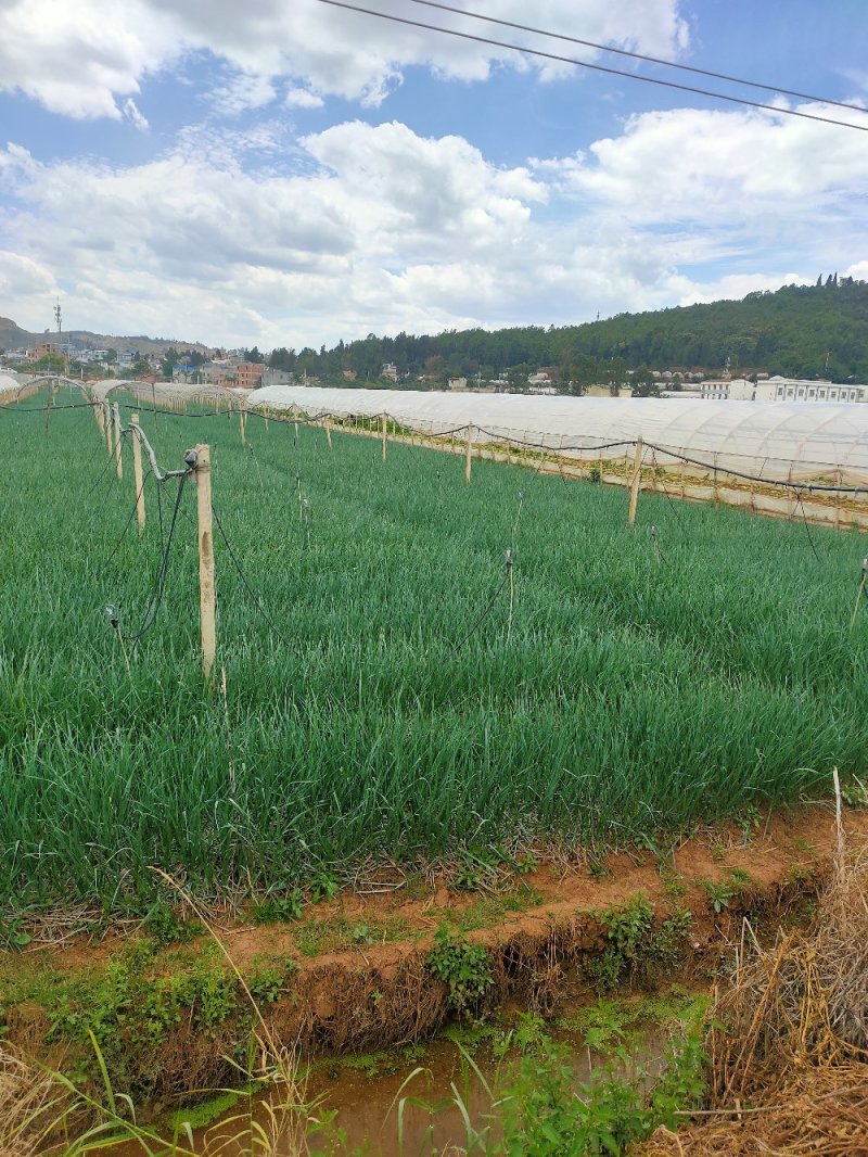 精品红根蒜苗，产地直发，价格美丽
