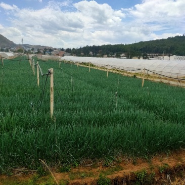 精品红根蒜苗，产地直发，价格美丽