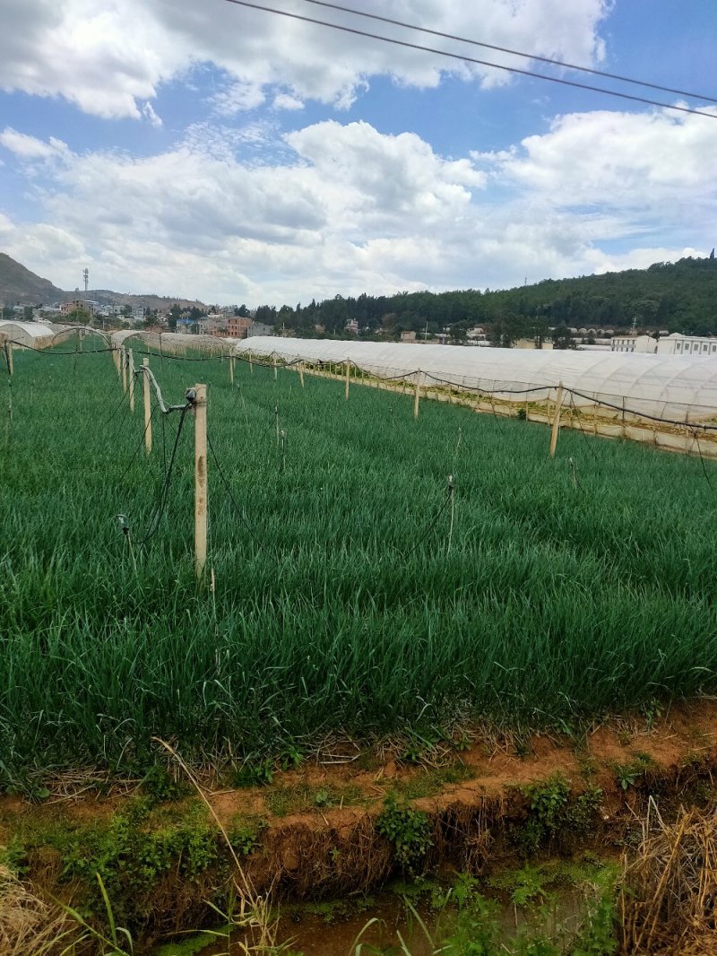 精品红根蒜苗，产地直发，价格美丽