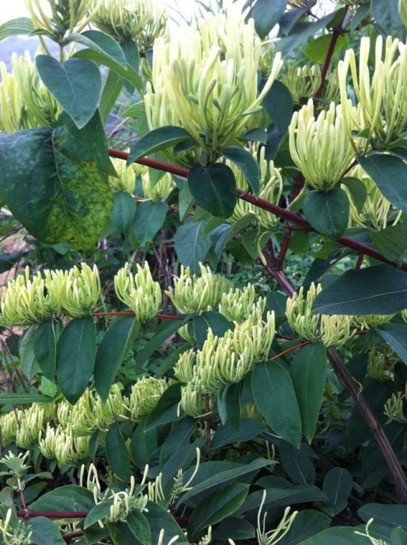 金银花种植