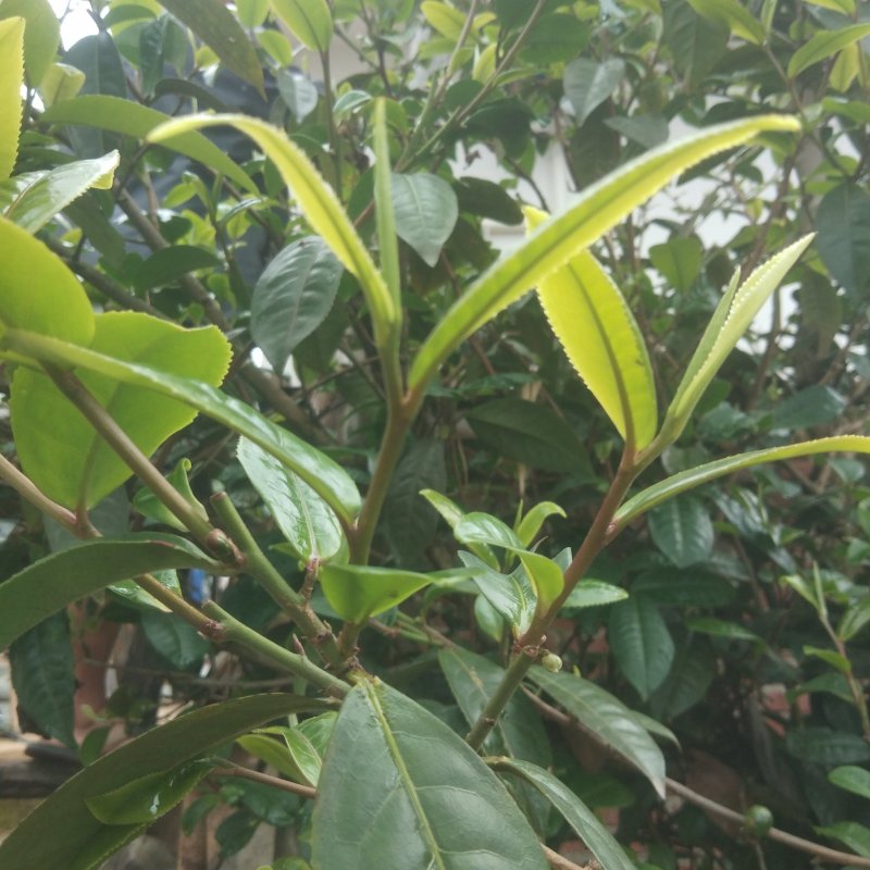 古生态小锅茶老树茶口感甘甜，生津止渴，原生态