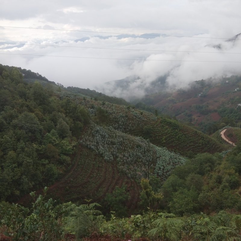 古生态小锅茶老树茶口感甘甜，生津止渴，原生态