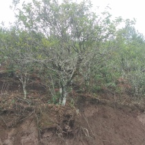 古生态小锅茶老树茶口感甘甜，生津止渴，原生态