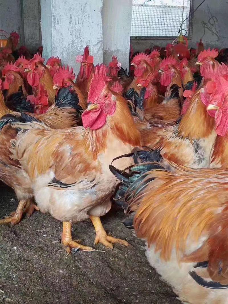 麻黄K9肉鸡苗，快鸡中的战斗鸡，抗病力强，包打防疫，包邮