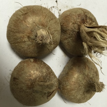 大量出售自家种植的藏红花球