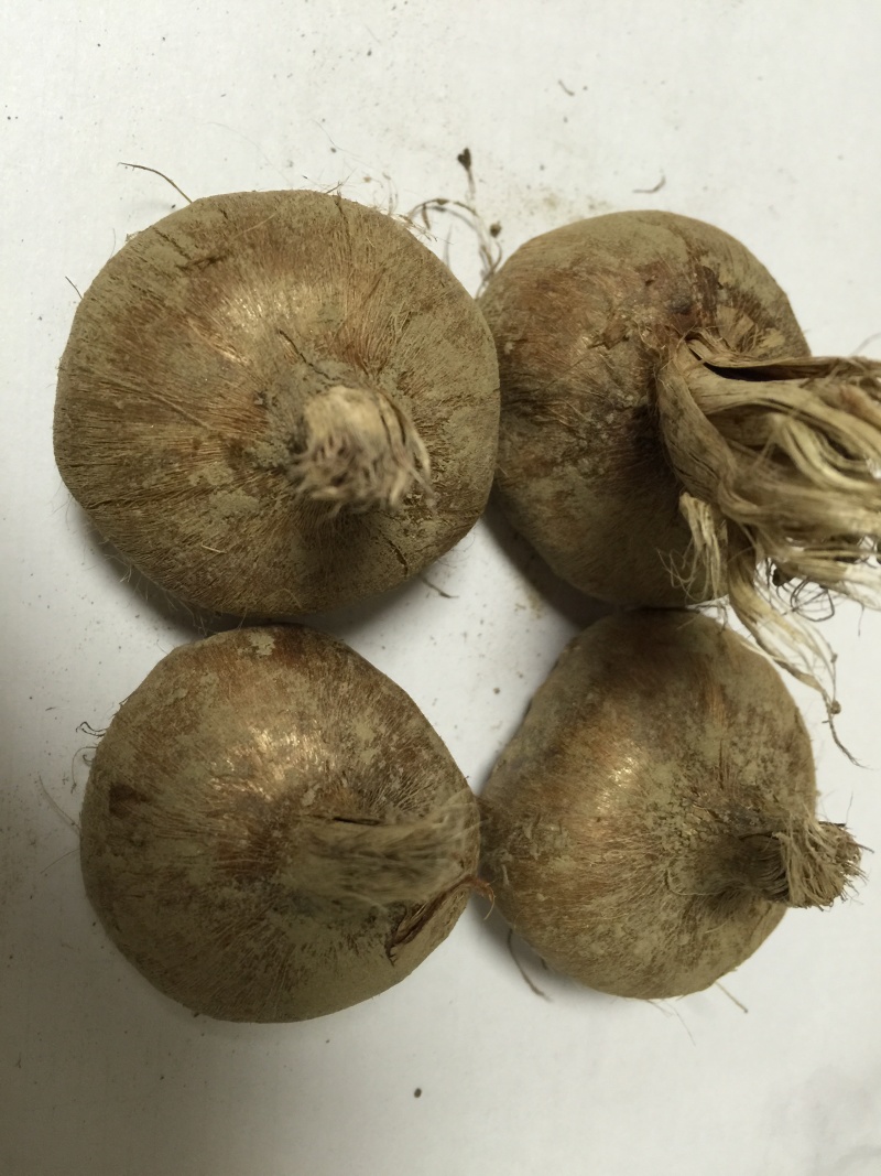 大量出售自家种植的藏红花球