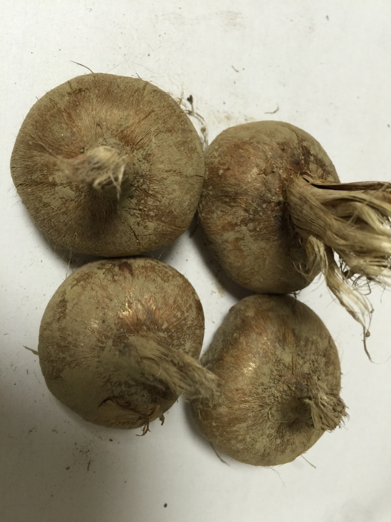 大量出售自家种植的藏红花球