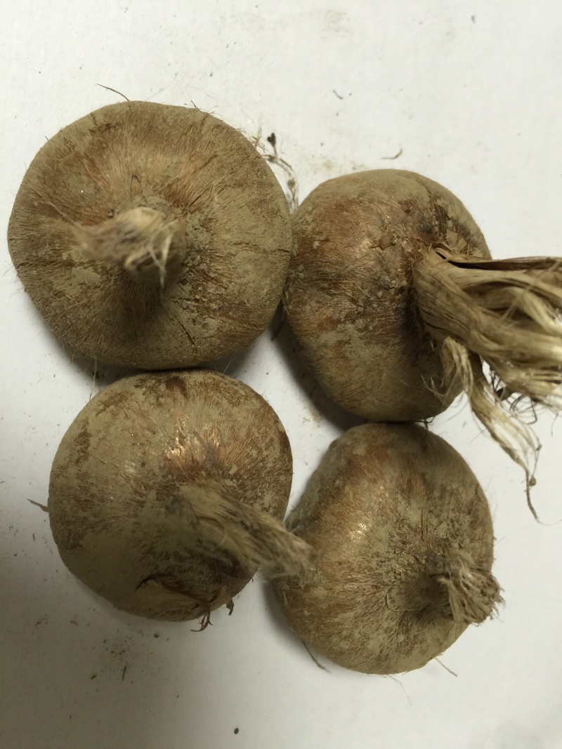 大量出售自家种植的藏红花球