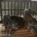 正宗放养土猪小猪苗，