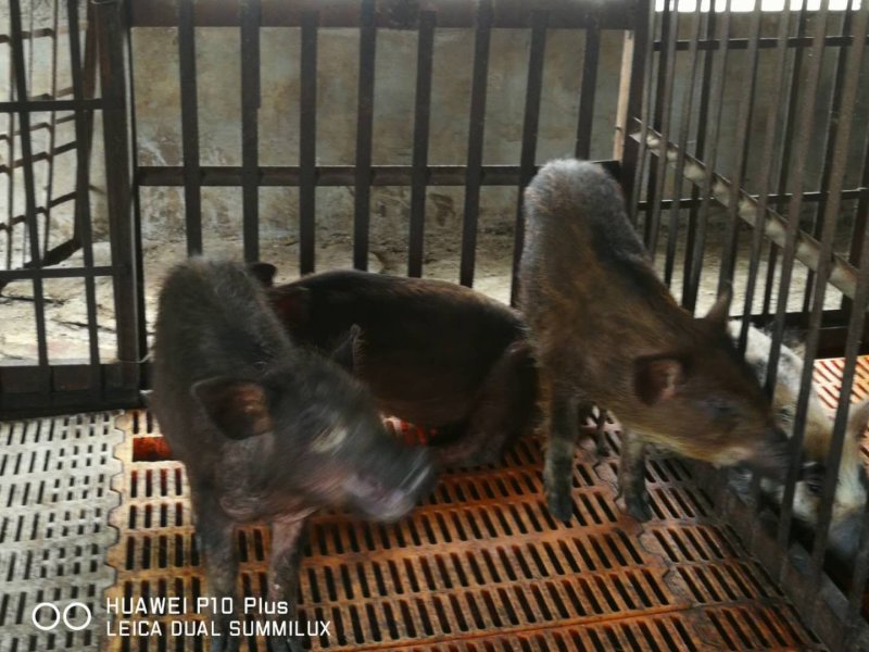 正宗放养土猪小猪苗，