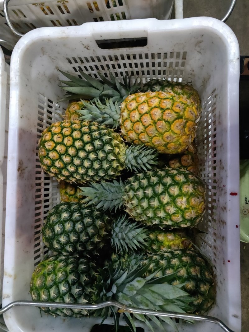 海南黄金凤梨/航空落地配/物流