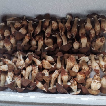 食用菌野生鸡枞菌批发，全国冷链航空发货，品质保证