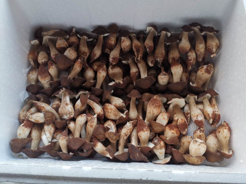 食用菌野生鸡枞菌批发，全国冷链航空发货，品质保证