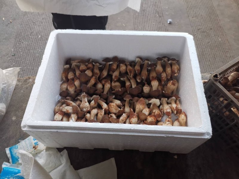 食用菌野生鸡枞菌批发，全国冷链航空发货，品质保证