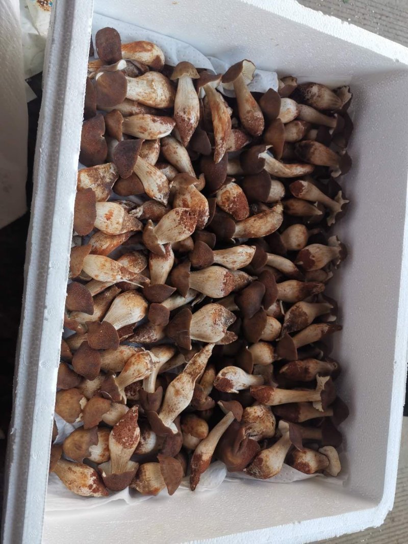 食用菌野生鸡枞菌批发，全国冷链航空发货，品质保证