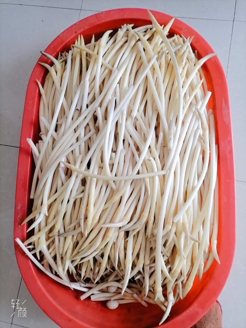 998湖北监利绿色藕带