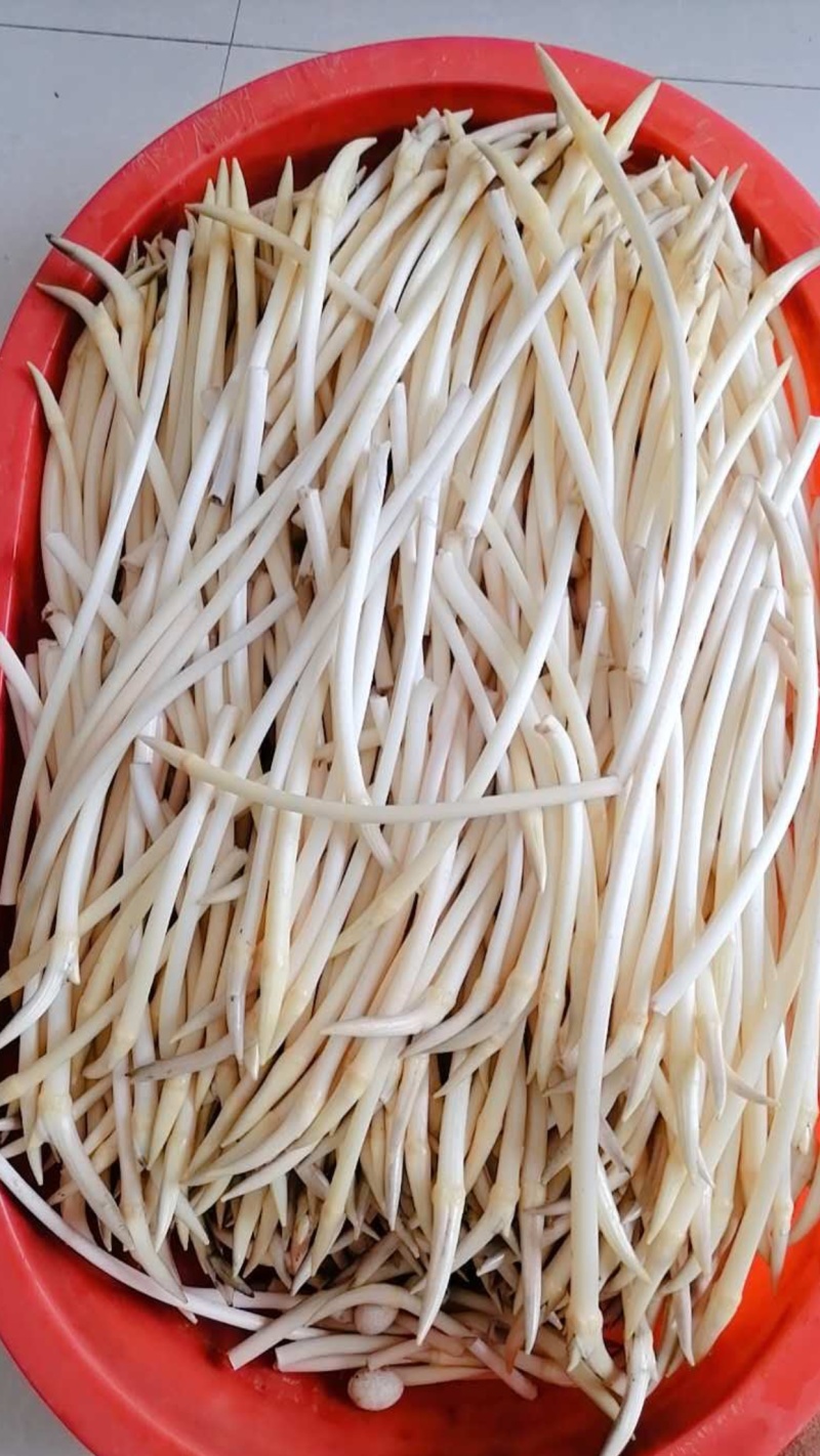 998湖北监利绿色藕带